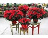 Red Poinsettia